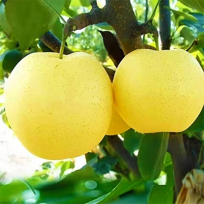 湛航河北皇冠梨整箱当季新鲜水果青皮梨子非雪梨砀山酥梨