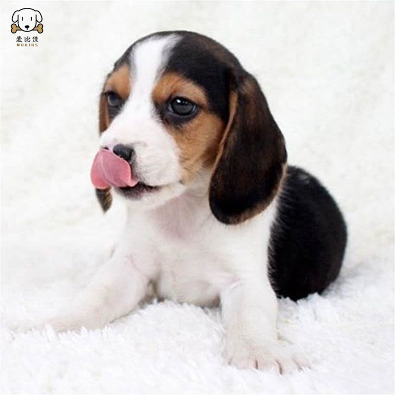 麦比佳宠物比格狗狗活体 花色比格犬幼犬纯种血统级比格短毛米格鲁猎兔犬比格猎狗高智商家养中小型犬视频挑选图片