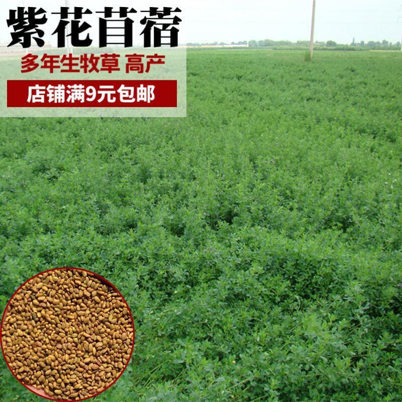 北园湖园艺用品紫花苜蓿种子四季多年生高产牧草鸡鸭鹅猪牛羊兔草耐寒耐热草种籽 价格图片品牌报价 苏宁易购北园湖园艺旗舰店