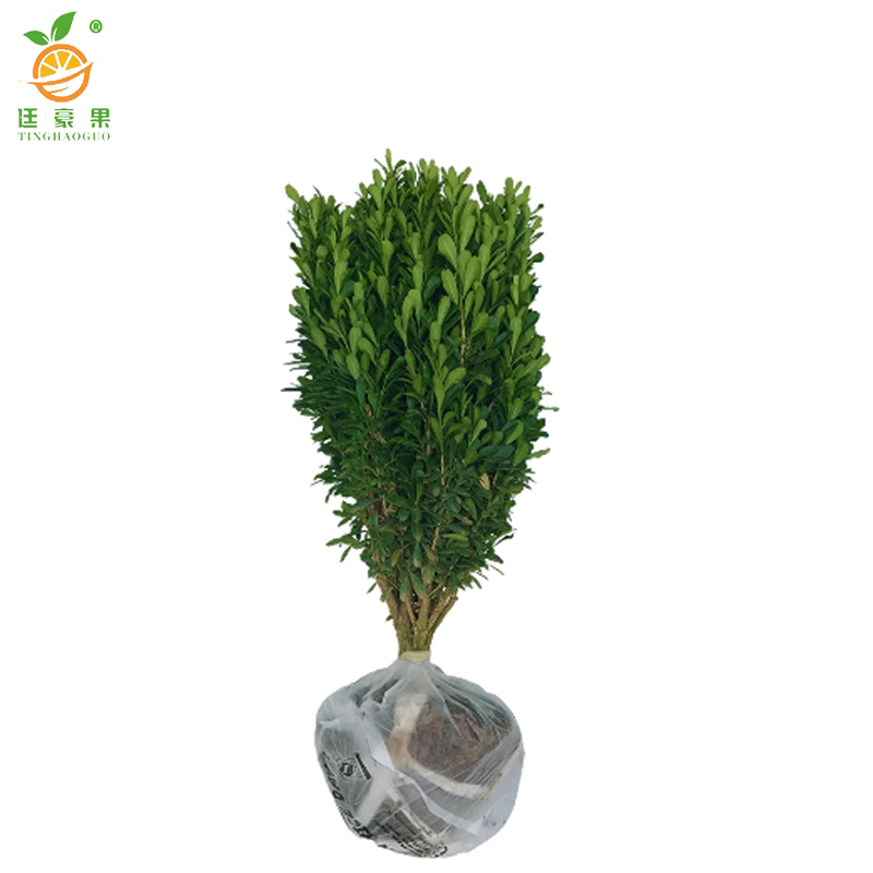 廷豪果 小叶黄杨树苗 高40-50cm50棵/捆