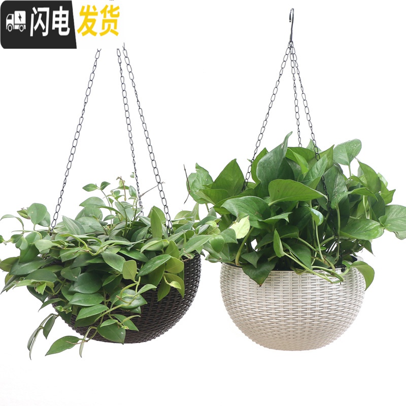 三维工匠吊篮花盆自动吸水绿萝吊兰花盆多肉垂吊悬挂式佛珠加厚桌面塑料盆 咖啡色[送内胆+吊链] 篮宽26CM[大号花盆容器高清大图
