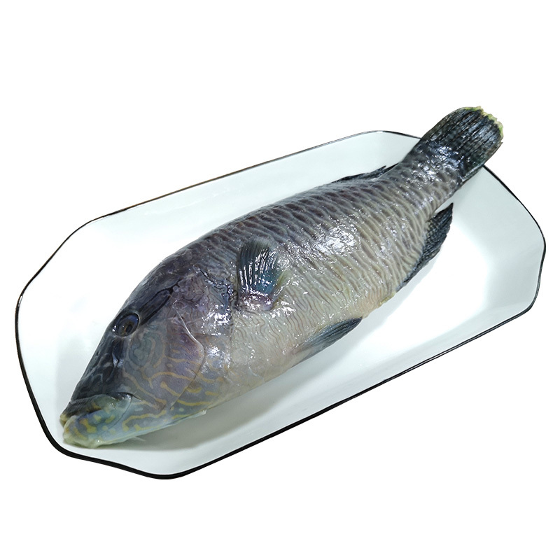 冷冻养殖苏眉鱼600-700g/条 青衣鱼波纹唇鱼鲜活冷冻水产 参数