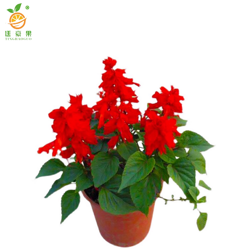 廷豪果 叶冲红 30cm /盆高清大图