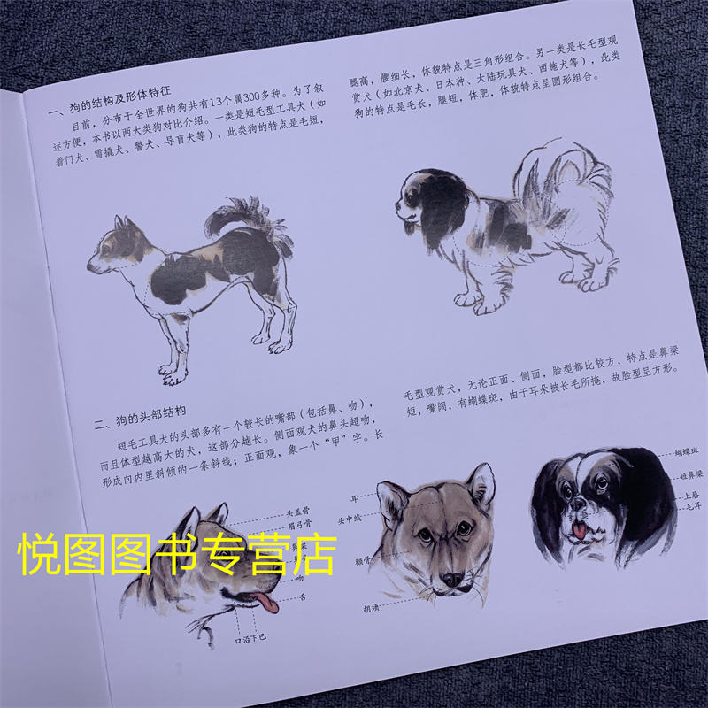 [正版]学画宝典中国画技法:狗 陈增胜著 狗的画法步骤教程 国画翎毛走兽画动物画技法基础入门步骤讲解教程 福建美术出版9高清大图