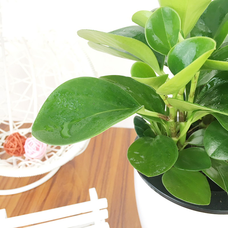 青叶碧玉花豆瓣绿绿植盆栽花卉室内防辐射植物 办公室小盆栽高清大图