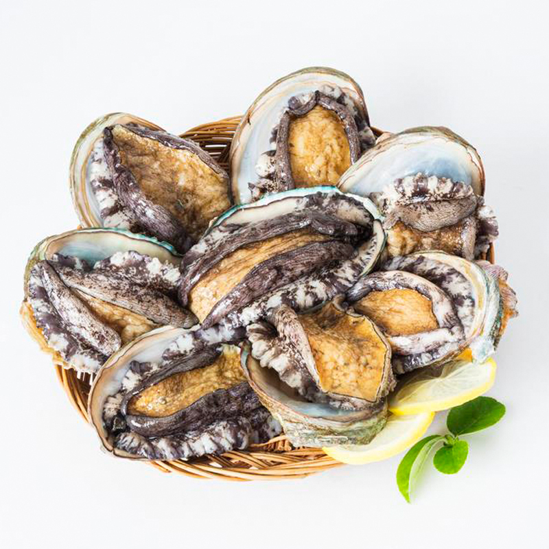 鲜活鲍鱼1518头500g