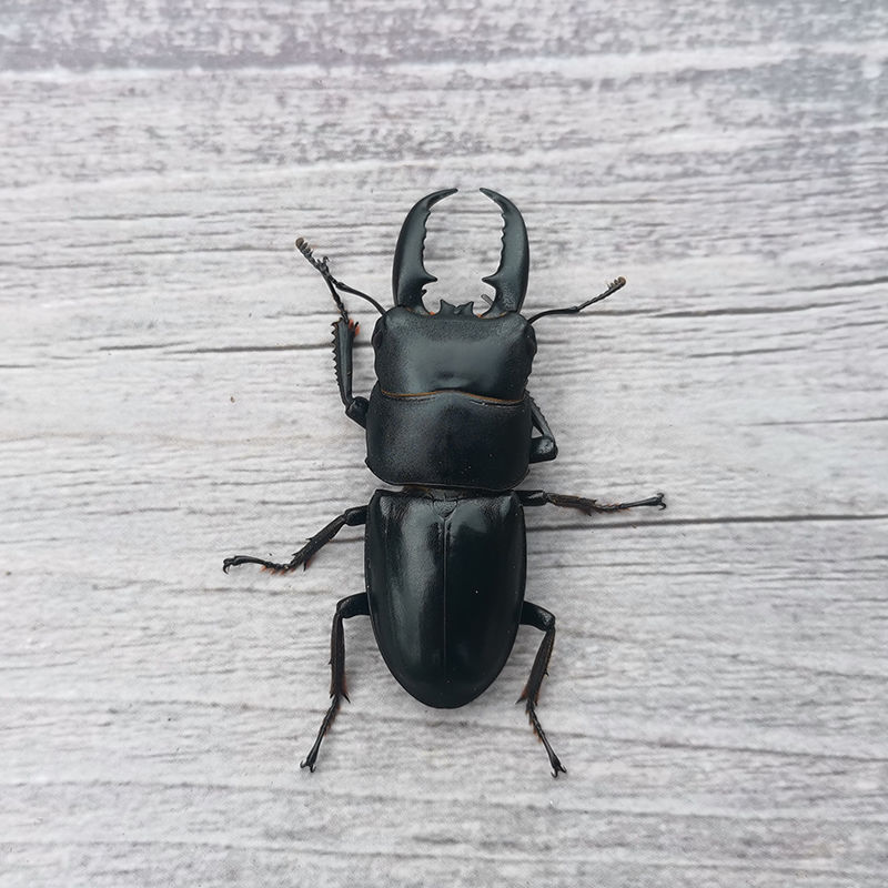 40mm-49mm单公 中华大扁锹成虫甲虫标本2021年独角仙大兜虫锹甲花金龟