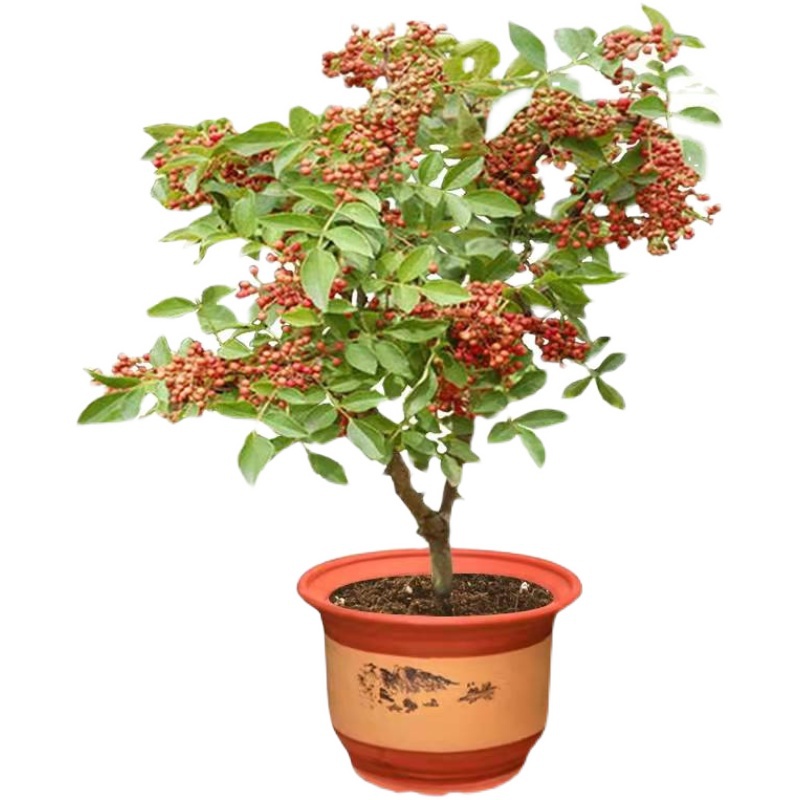 大红袍花椒苗树盆栽四川带土盆栽地址南北种植花椒苗大红袍果树苗