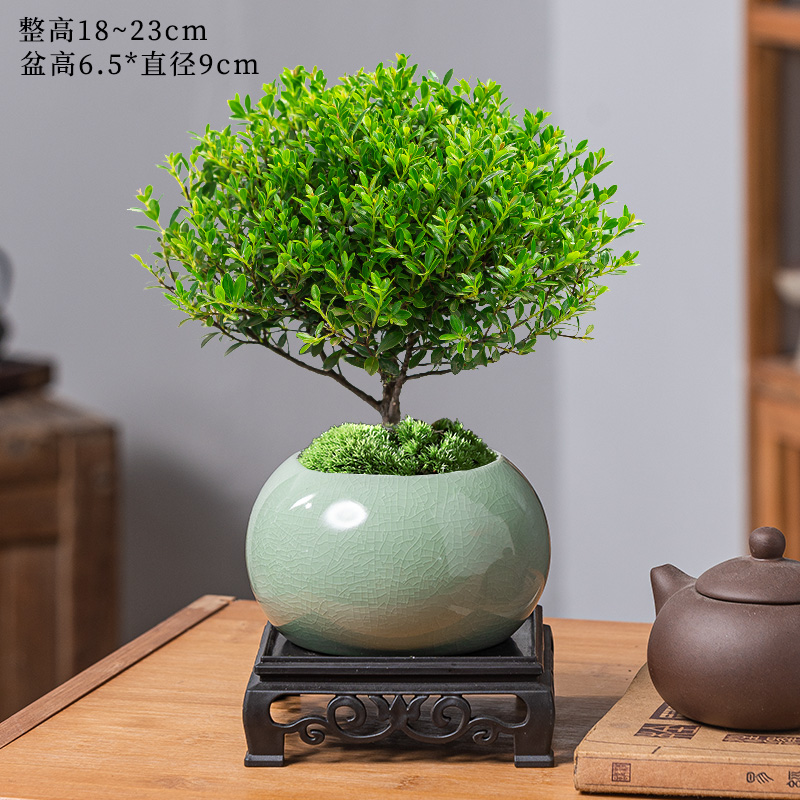 小叶赤楠老桩盆栽盆景迷你植物室内花卉办公室桌面小绿植好养四季 精品小叶赤楠+冰裂釉陶盆+底托+苔藓