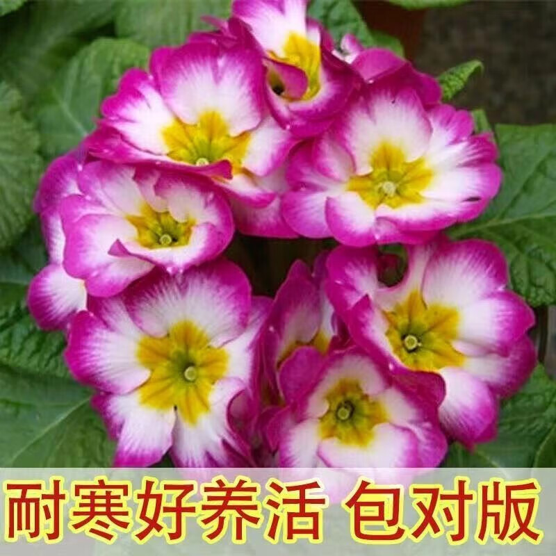 欧洲报春花株高10-20cm,冠幅20-30cm高清大图
