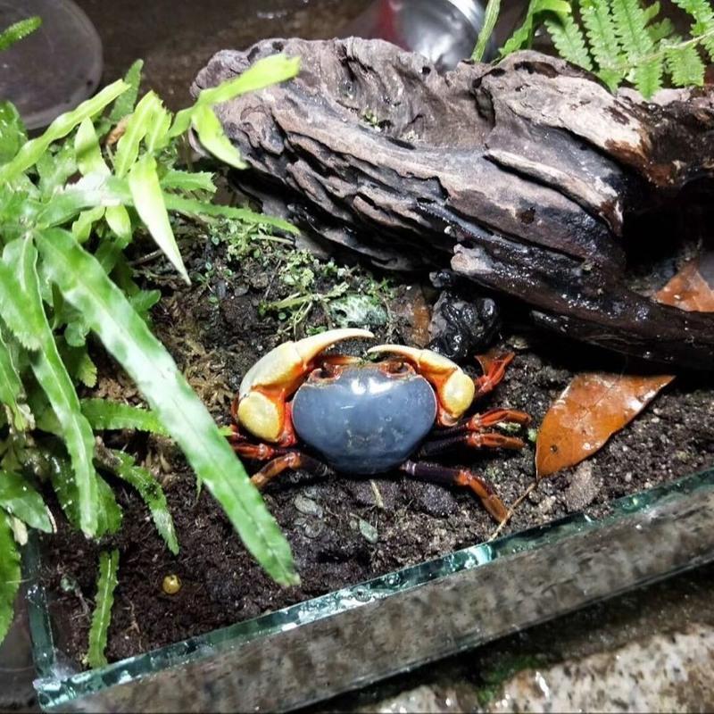 图书>期刊/杂志>男士>图书其它>背甲3cm左右观赏蟹宠物蟹南海溪蟹淡水