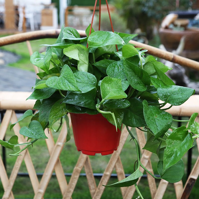 绿萝盆栽室内弹痕客厅植物水培绿植吊兰长藤大绿箩
