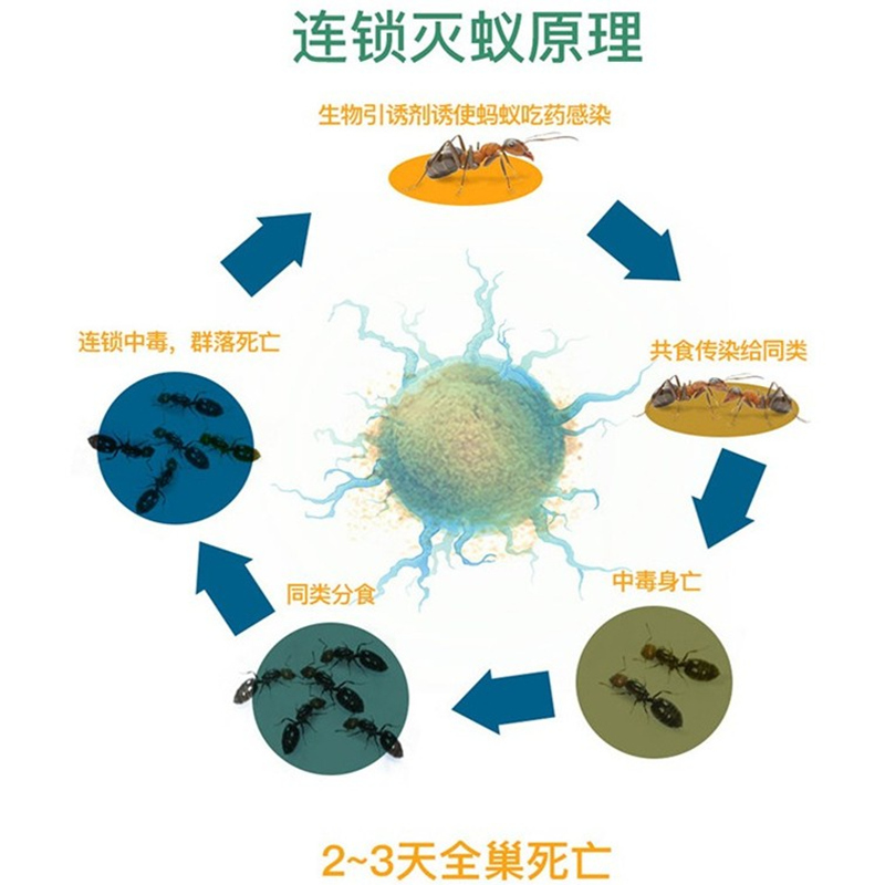 蟑螂药杀蟑胶饵蟑螂克星家用饵剂粉全窝端强力贴灭蟑清