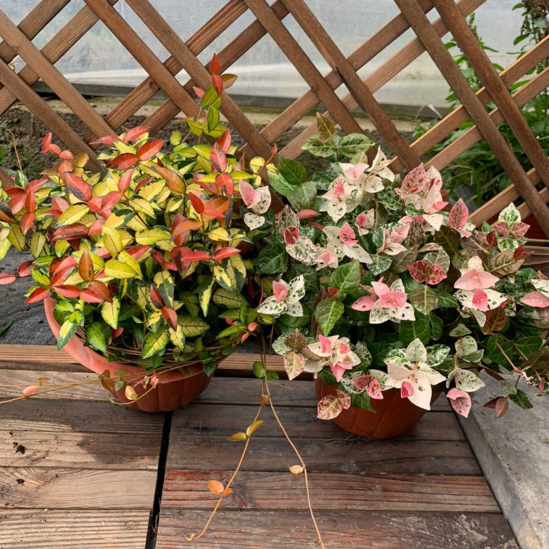 弹痕园艺用品花叶络石花苗盆栽弹痕彩叶络石吊兰四季垂吊耐热耐寒植物庭院绿植花卉花叶金叶两盆特惠不含盆 价格图片品牌报价 苏宁易购艾迪瑞园艺用品专营店