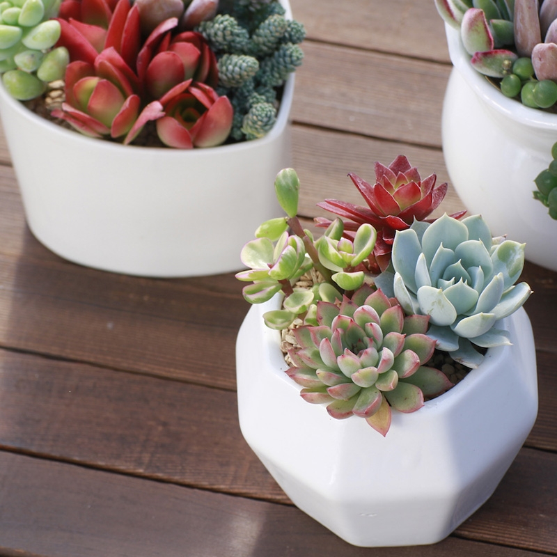 弹痕多肉植物组合盆栽新款肉肉绿植含盆土套餐室内花卉办公室