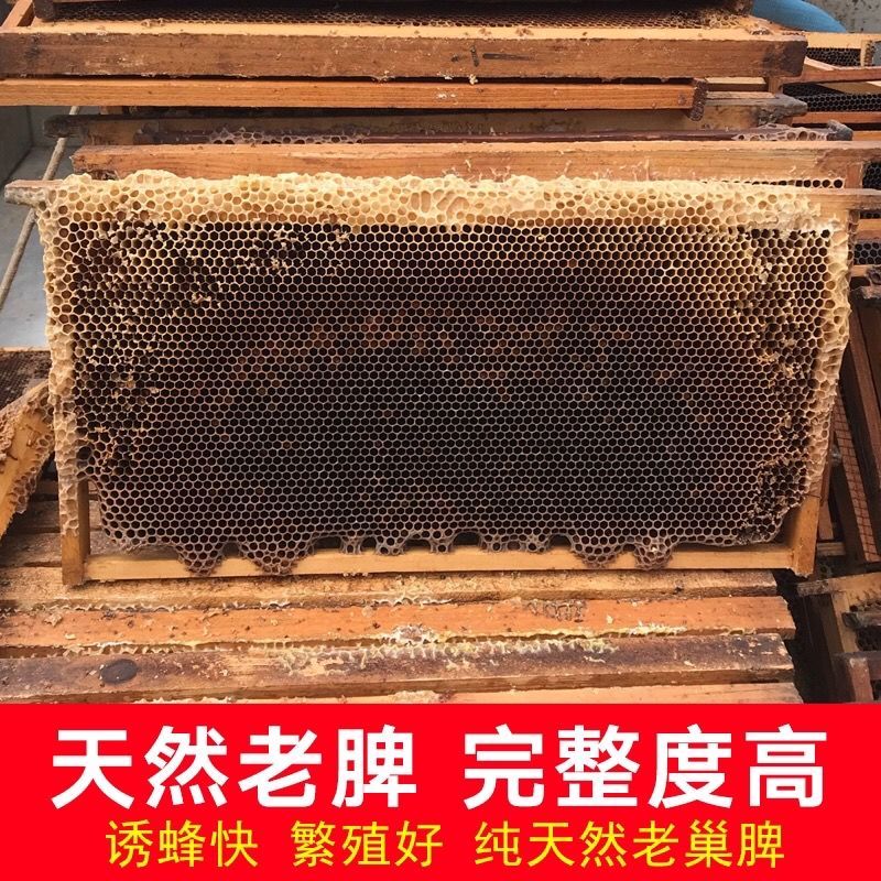 诱蜂老巢脾 带框老巢脾天然老蜂巢招蜂诱蜂蜡专用巢脾蜜蜂窝野蜂蜂蜡熬蜂巢素