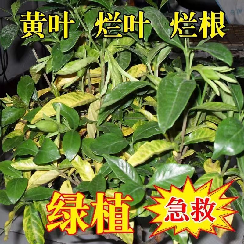 免稀释营养液植物通用型肥料室内盆栽发财树绿萝养花喷洒发黄烂根高清大图