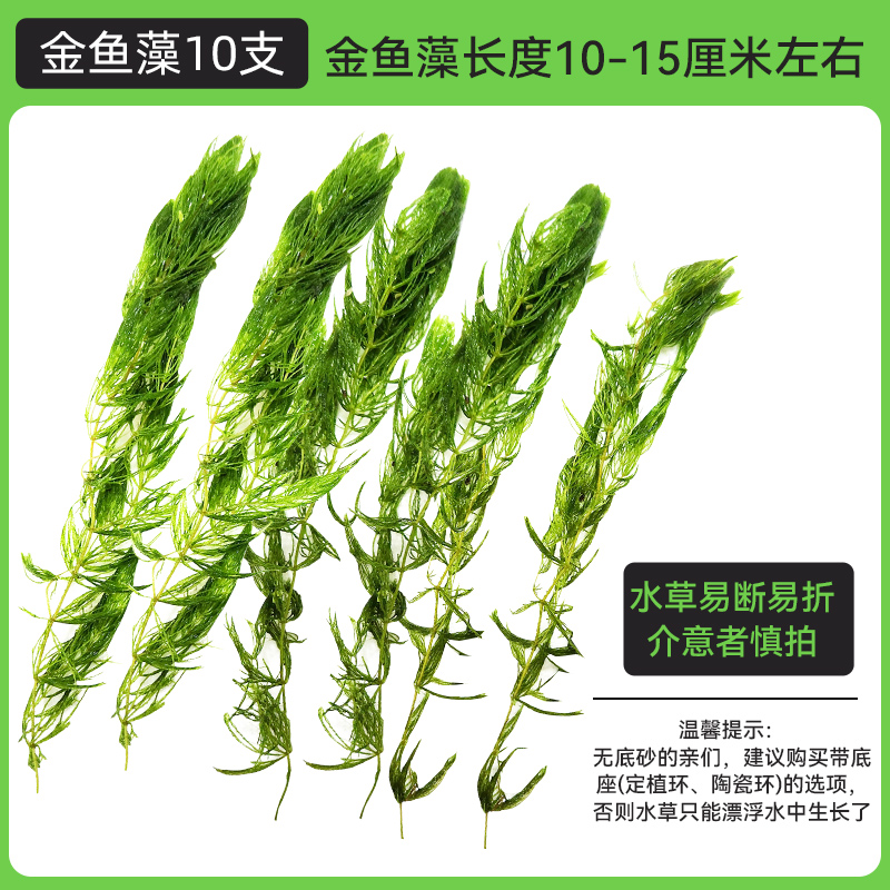 金鱼藻蜈蚣草水草植物绿菊鱼缸造景水培真草养鱼草缸绿植净水新草 均码 金鱼藻10支送圆心萍高清大图