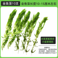 金鱼藻蜈蚣草水草植物绿菊鱼缸造景水培真草养鱼草缸绿植净水新草 均码 金鱼藻10支送圆心萍