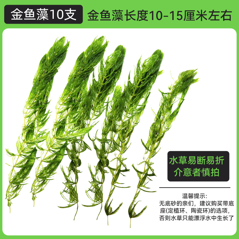 金鱼藻蜈蚣草水草植物绿菊鱼缸造景水培真草养鱼草缸绿植净水新草 均码 金鱼藻10支送圆心萍