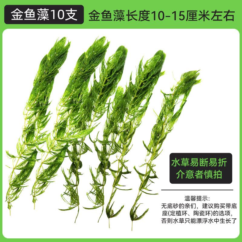 金鱼藻蜈蚣草水草植物绿菊鱼缸造景水培真草养鱼草缸绿植净水新草 均码 金鱼藻10支送圆心萍图片