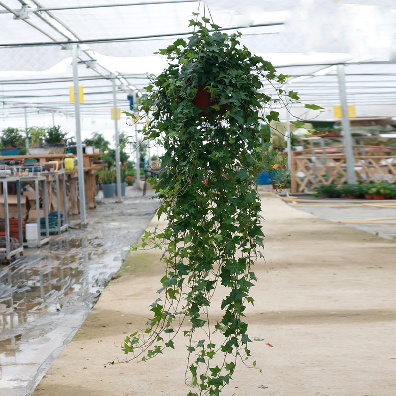 超三联赛武汉赛区：相智超绝杀掷中远投，指挥球队惊险获胜(相智超cba选秀)