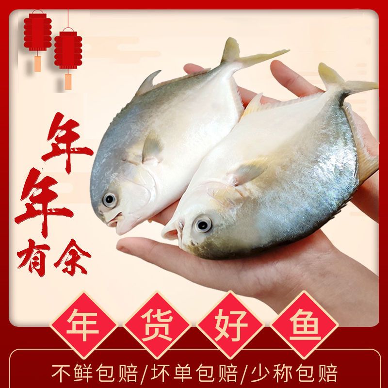 银鲳鱼鲜活冷冻白鲳鱼海昌鱼批发金鲳鱼平鱼新鲜海鲜水产 银鲳鱼2斤(1斤6-8条)试吃装