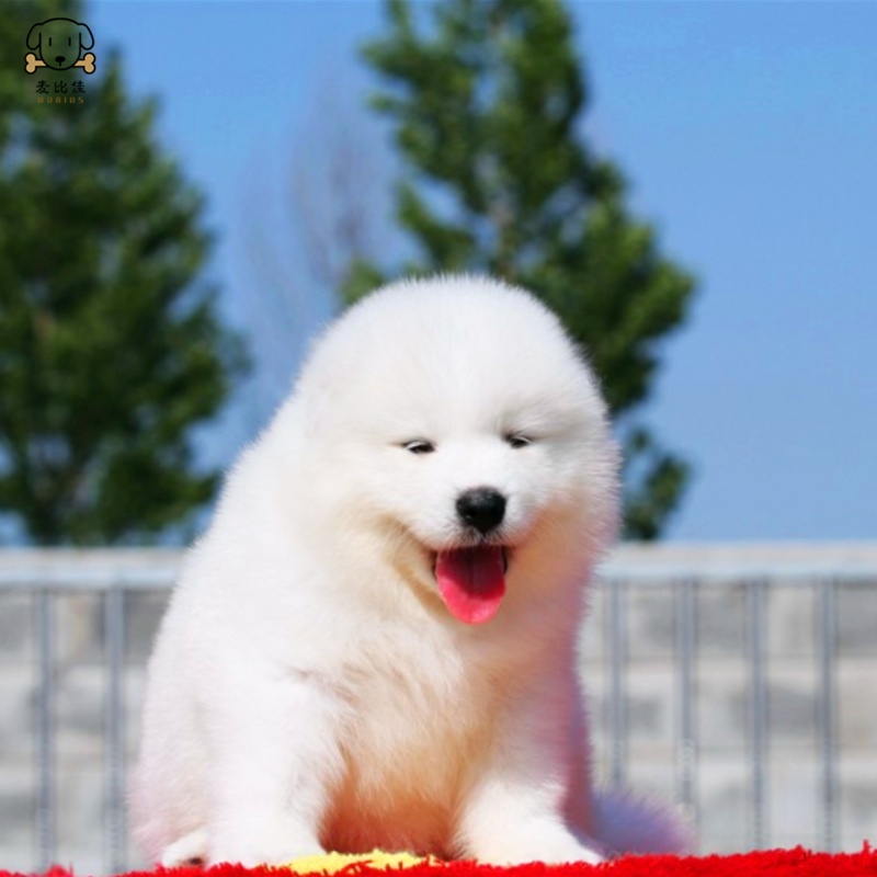 麦比佳 萨摩耶犬幼犬萨摩耶犬狗狗活体纯种血统中大型雪橇犬萨摩大骨架熊版澳版微笑天使纯白色萨摩耶宠物狗高清大图