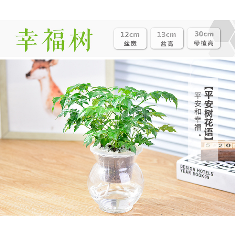 绿萝财树栀子花水培植物花卉文竹富贵竹绿植办公室内绿植盆(请先与客服确认再下单)