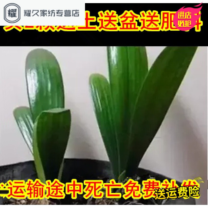 君子兰苗精品绿植花卉兰花室内观花观叶植物四季常青蝴蝶兰苗(请先与客服确认再下单)