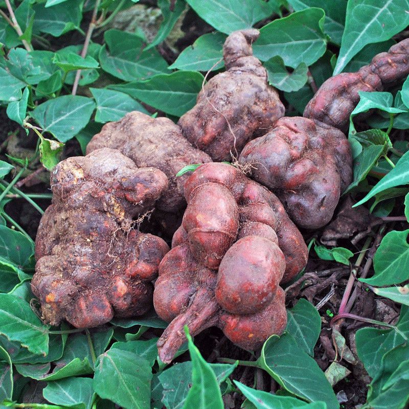 伏牛山深山何首乌新鲜何首乌赤首乌何首乌500克新鲜何首乌2斤视频