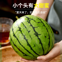 顺丰快递[西沛生鲜]现摘2k小糖丸西瓜 净重6.5-7斤 2个装 新鲜网红脆甜蜜瓜整个