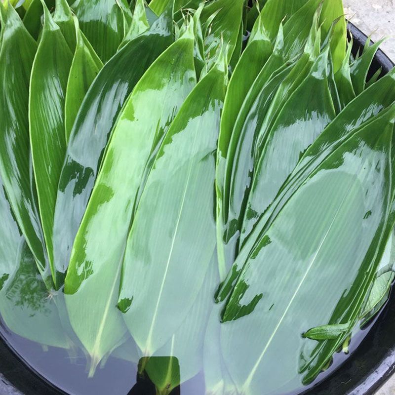 赛卡伊粽叶新鲜大叶批发价粽子叶竹叶大号棕叶箬叶鲜粽叶特大