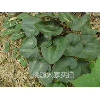 大别山野生 土细辛 马蹄香 马蹄细辛 杜衡 非辽细辛500克