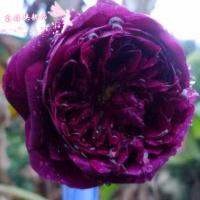 欧洲月季香大花月季阳台盆栽花卉室内花卉绿植四季花卉灌木类月季摩纳哥公爵不含盆