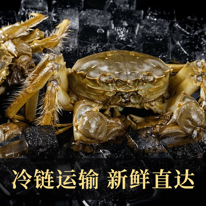 苏州精品大闸蟹鲜活六月黄螃蟹河蟹3两8只装公母随机大螃蟹鲜甜满黄直达到家死蟹包赔高清大图