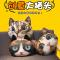 猫咪多功能抱枕被子办公室午睡枕靠枕车用三合一居家空调毯女