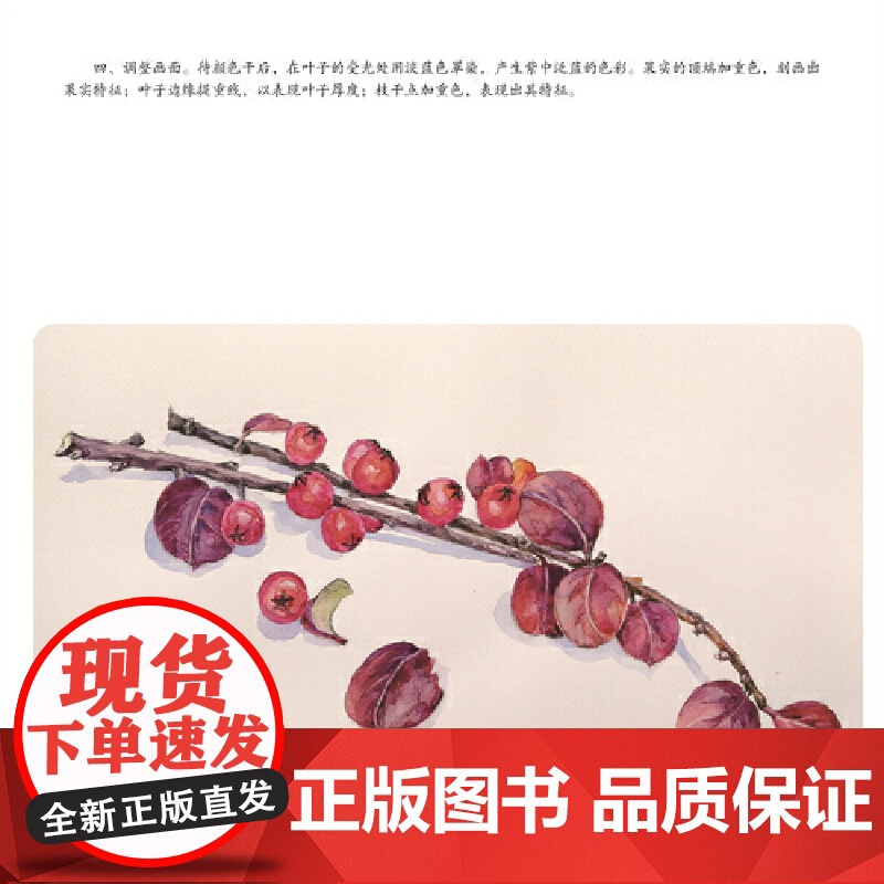 轻水彩生活书系——花草纪·折枝高清大图