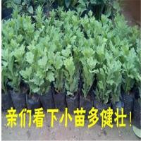 菊花花苗大菊花苗室内外观花阳台庭院花卉绿植物盆栽四季开花