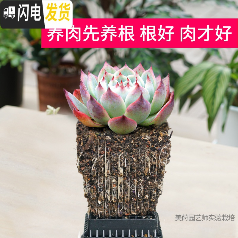 三维工匠多肉花盆带托盘肉肉套装组合透气塑料控根控型盆器 [2套][0.9元]小黑托+4个黑盆(7cm盆) 小花盆容器