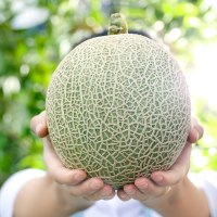[苏鲜生]新鲜玫珑瓜 带箱3斤装 1个 箱装 当季热卖 新鲜水果 苏鲜生1