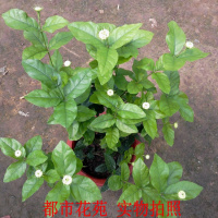 盆栽花卉绿植 正宗虎头茉莉 巴西茉莉花苗 浓香植物格拉斯白茉莉