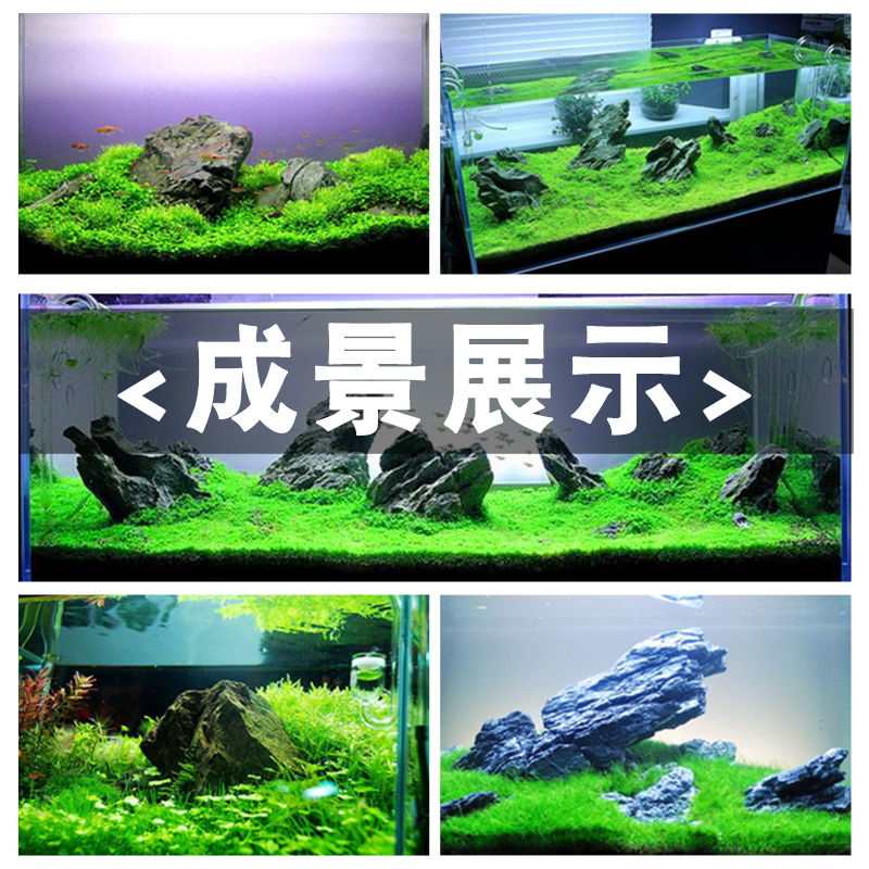 鱼缸水种子淡水懒人水族箱造景缸皮前景种子植物高清大图