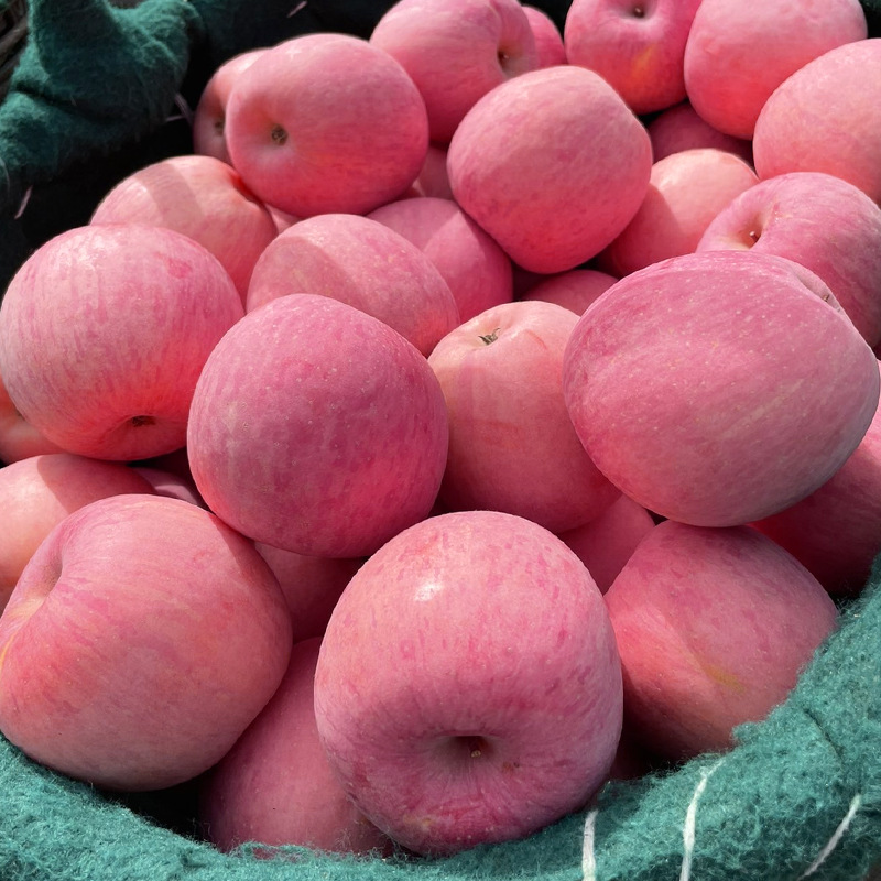 林青寻 红富士苹果5斤高清大图