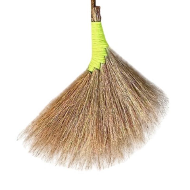 宗泊檬扫帚高清大图