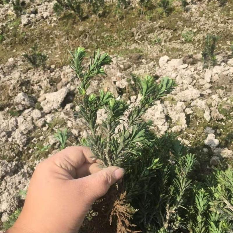 正宗米叶罗汉松雀舌罗汉松黑珍珠米罗汉松树苗盆景素材盆栽 一年苗