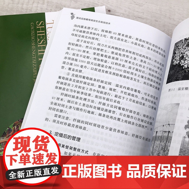 图说设施葡萄高效生态栽培技术 王志鹏 化学工业出版社 正版书籍高清大图