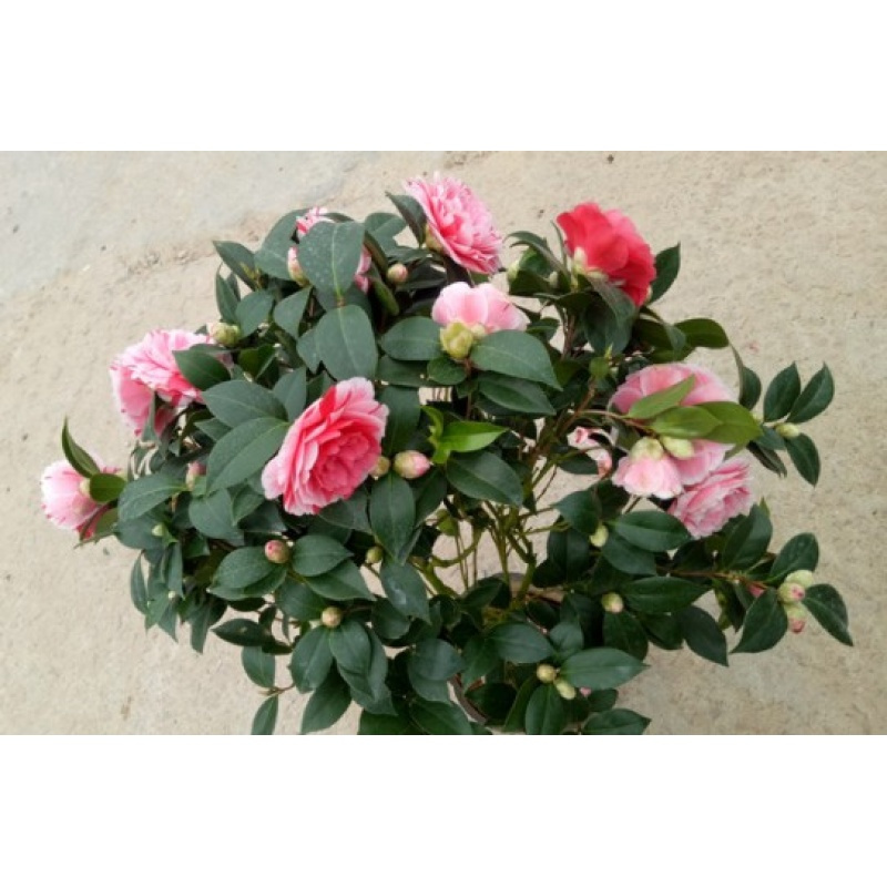 善道园艺用品五色赤丹茶花盆栽带苞茶花一树多色高档茶花品种原盆土货 价格图片品牌报价 苏宁易购善道家纺旗舰店