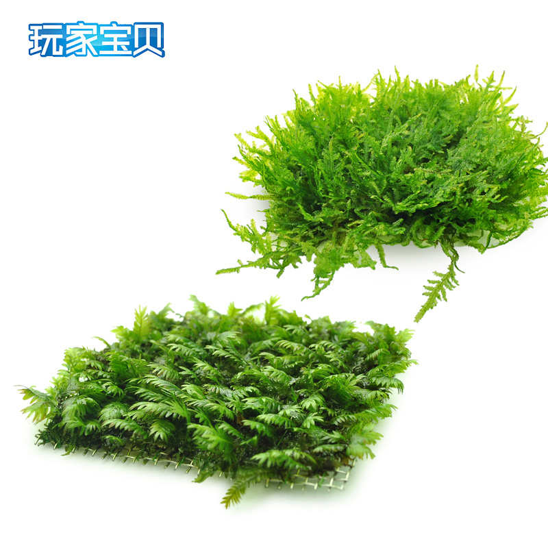 水 鱼缸造景前景爬地矮珍珠天湖荽牛毛毡凤尾苔三角莫丝藻球高清大图