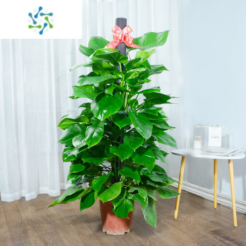 大叶绿萝柱盆栽室内吸甲醛净化空气大叶绿萝柱客厅办公室绿植盆栽花卉